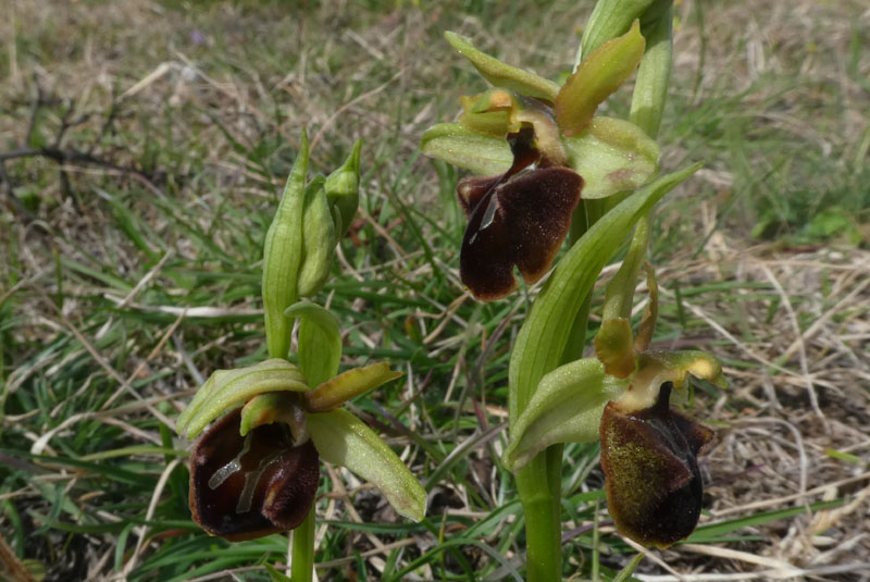 Ophrys sphegodes subsp. sphegodes